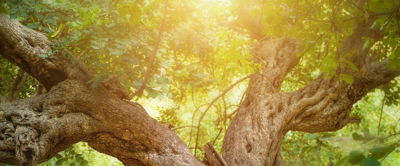 Mächtiger Baum im Wald, Glasbild Panorama