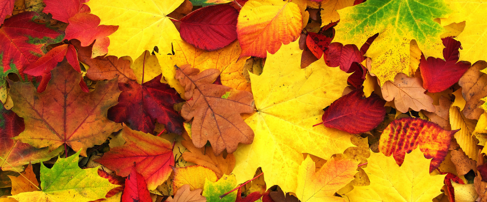 Herbstblätter, Glasbild Panorama