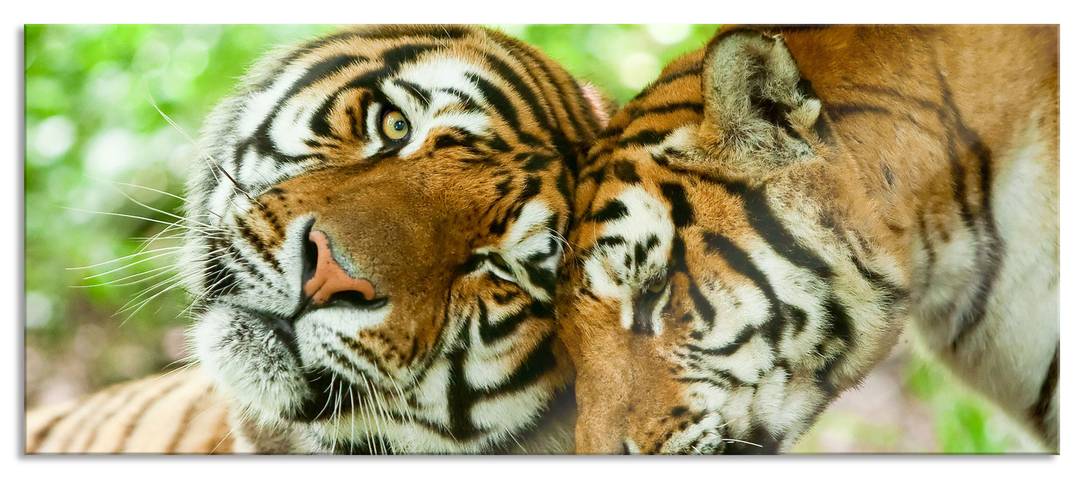 Pixxprint Zwei liebkosende Tiger, Glasbild Panorama