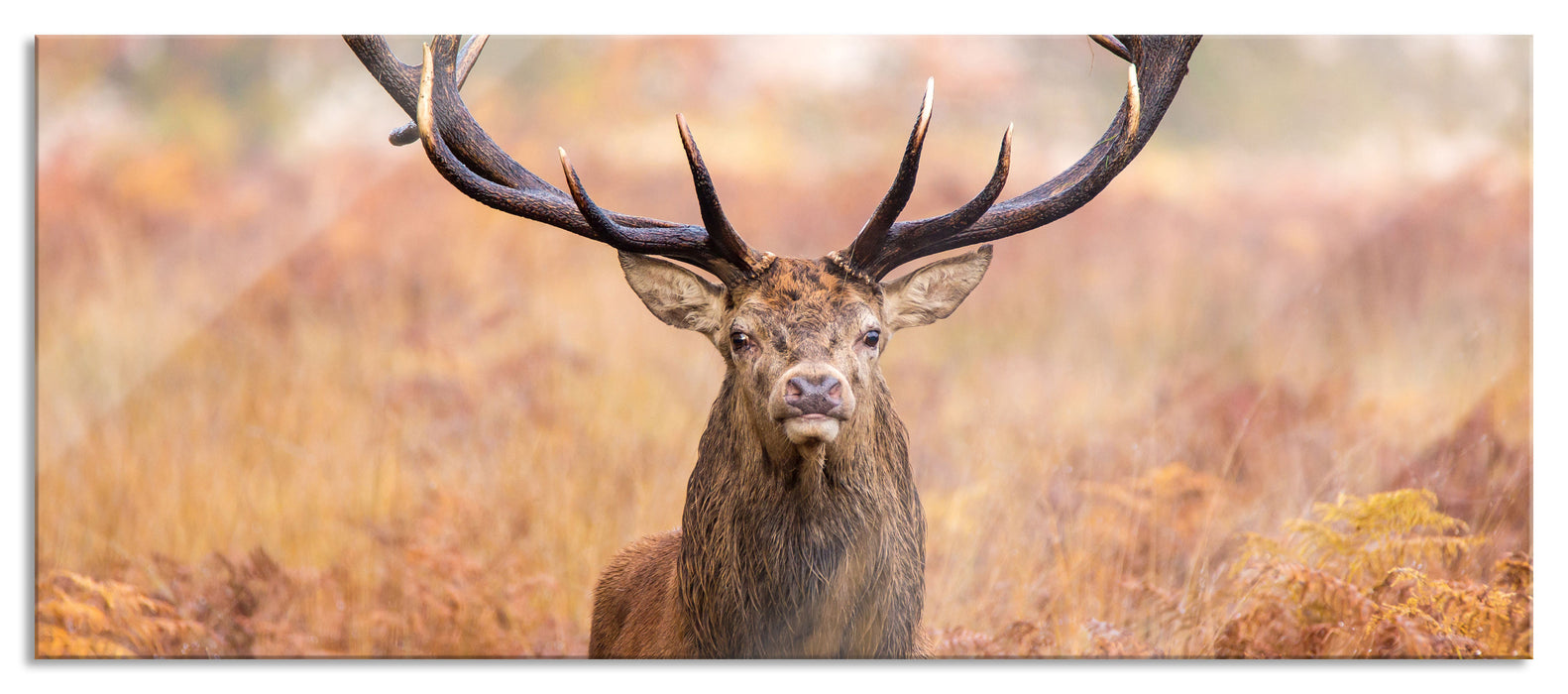 Pixxprint Großer Hirsch im Feld, Glasbild Panorama