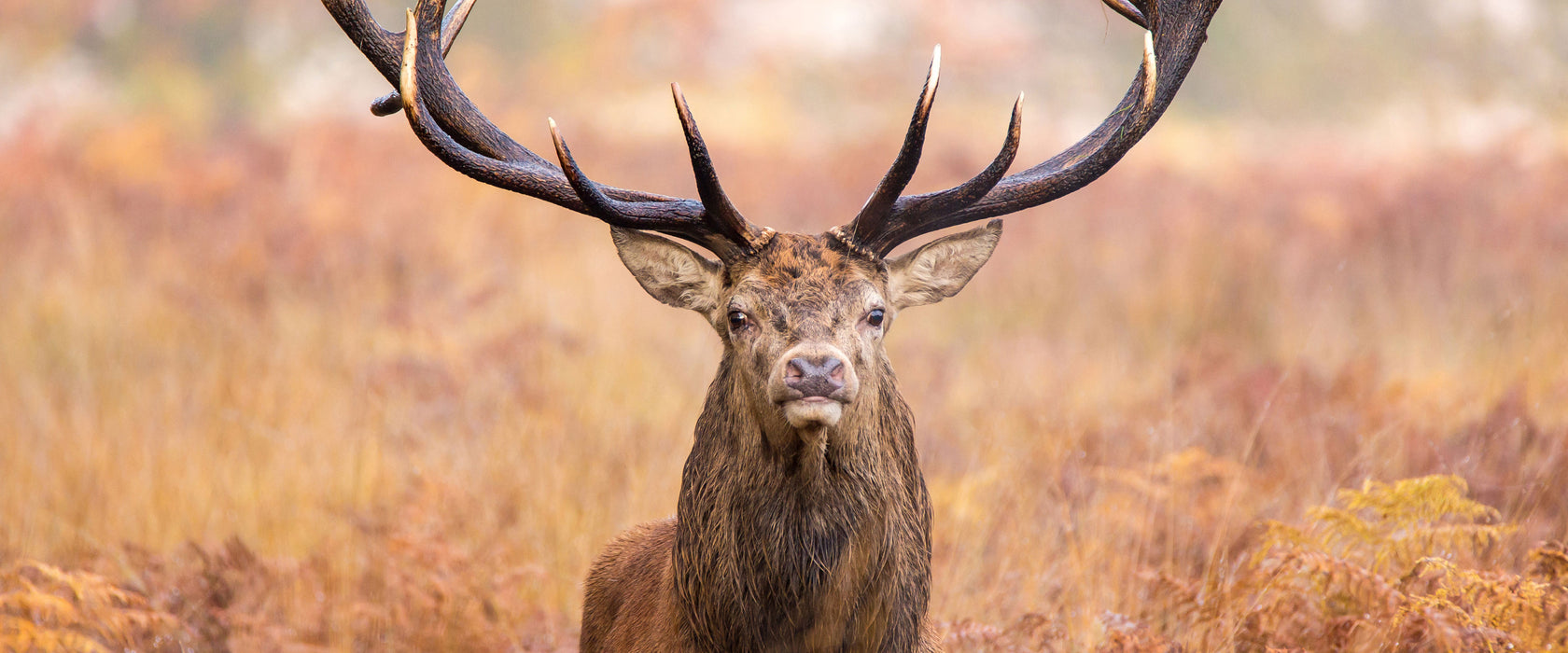 Großer Hirsch im Feld, Glasbild Panorama