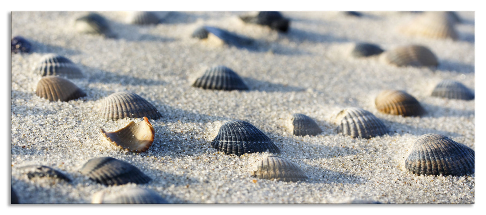 Muscheln im Sand, Glasbild Panorama