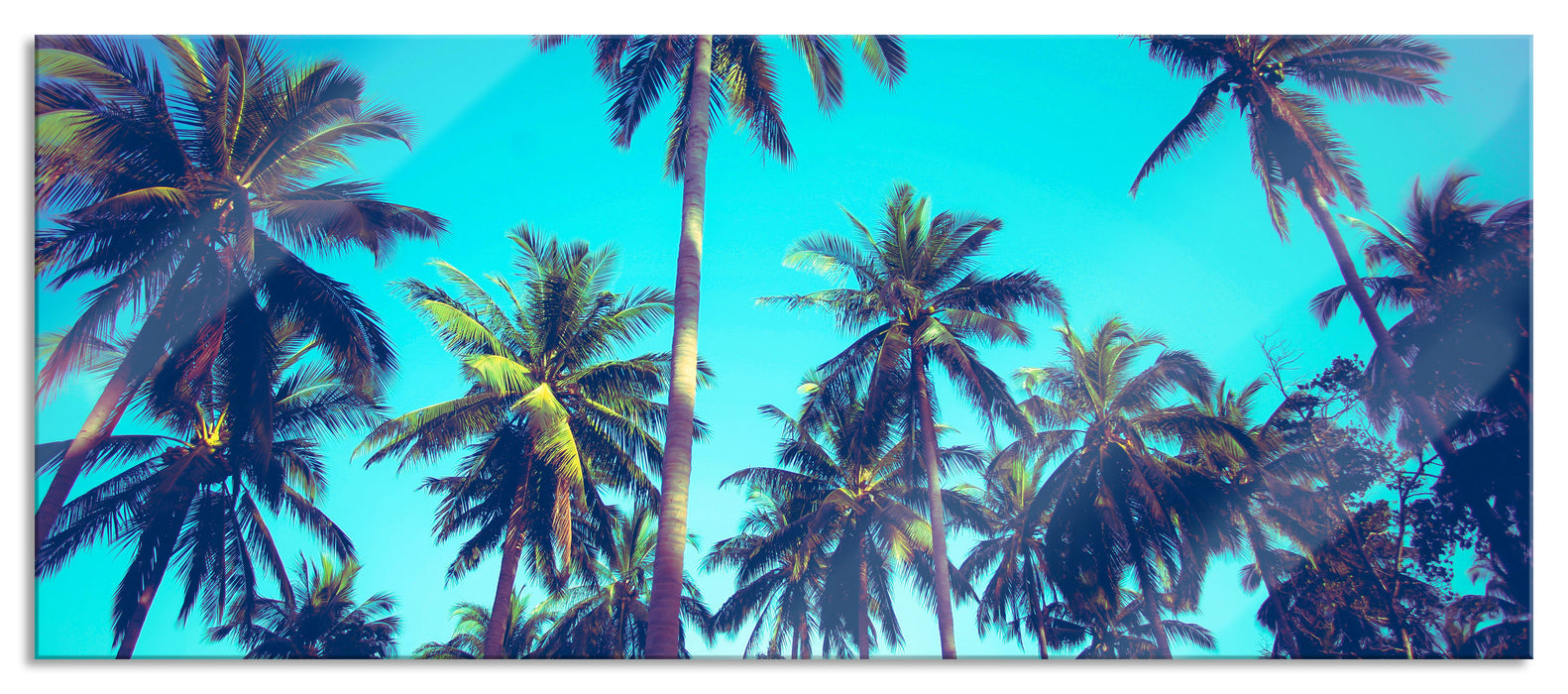 Pixxprint Tropische Palmen, Glasbild Panorama