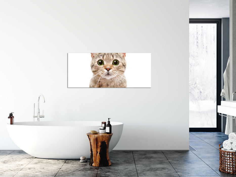 Katze Scottish Straight, Glasbild Panorama