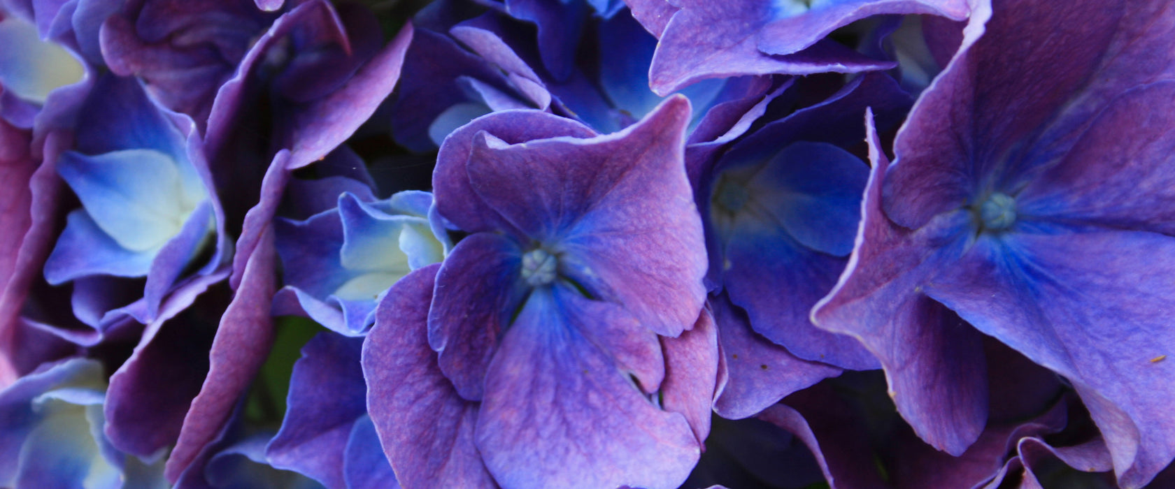 Blaue Hortensien Blüte, Glasbild Panorama