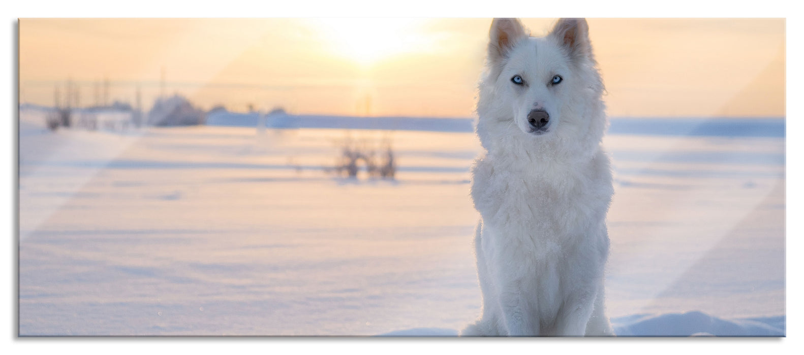 Pixxprint Weißer Wolf im Schnee, Glasbild Panorama