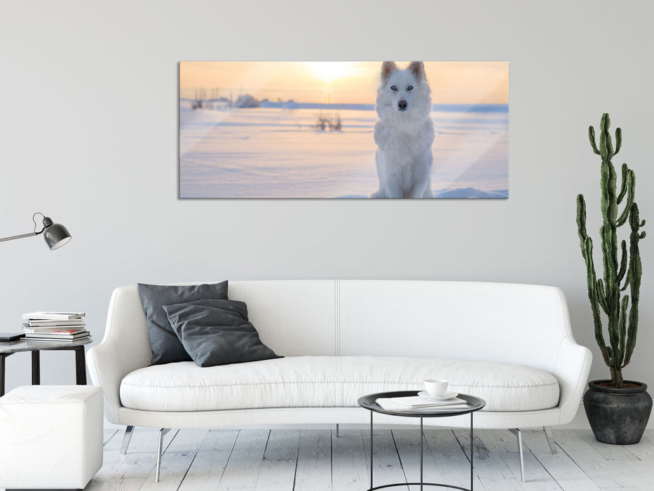 Weißer Wolf im Schnee, Glasbild Panorama