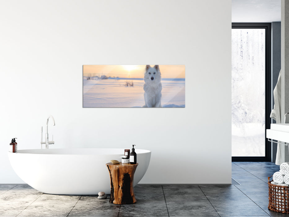 Weißer Wolf im Schnee, Glasbild Panorama