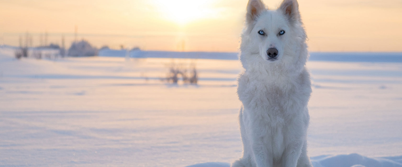 Weißer Wolf im Schnee, Glasbild Panorama