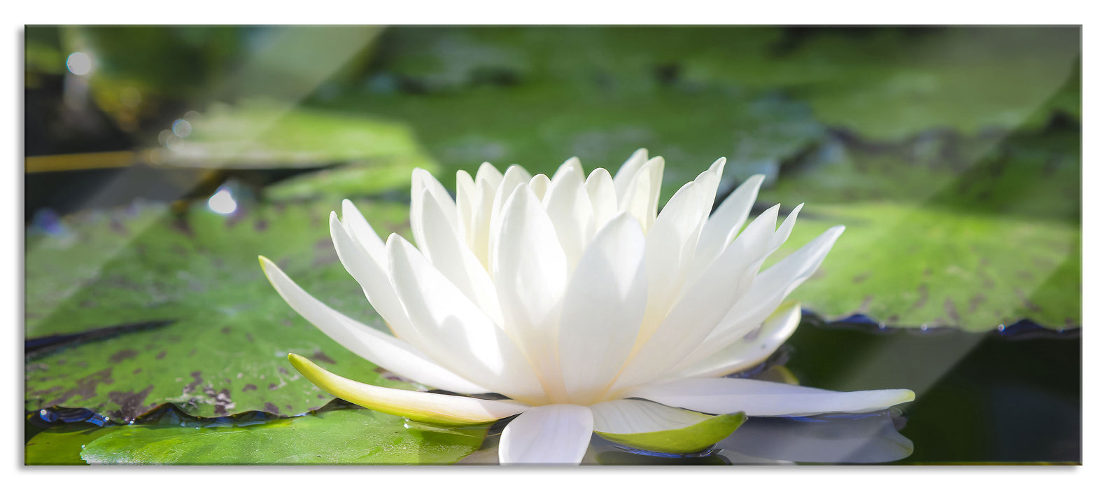 Pixxprint Weiße Lotusblume im Wasser, Glasbild Panorama