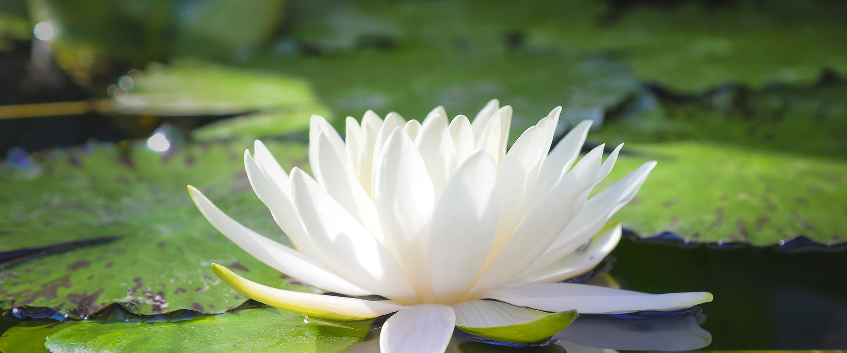 Weiße Lotusblume im Wasser, Glasbild Panorama