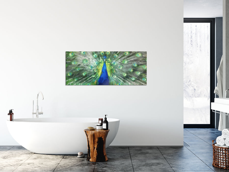 Pfau mit seinem Gefieder, Glasbild Panorama