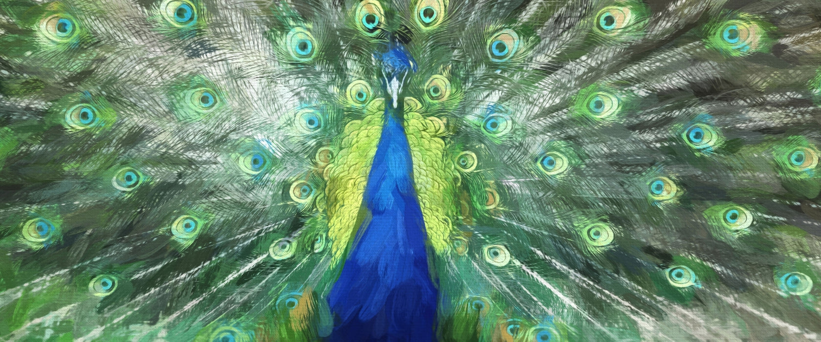 Pfau mit seinem Gefieder, Glasbild Panorama