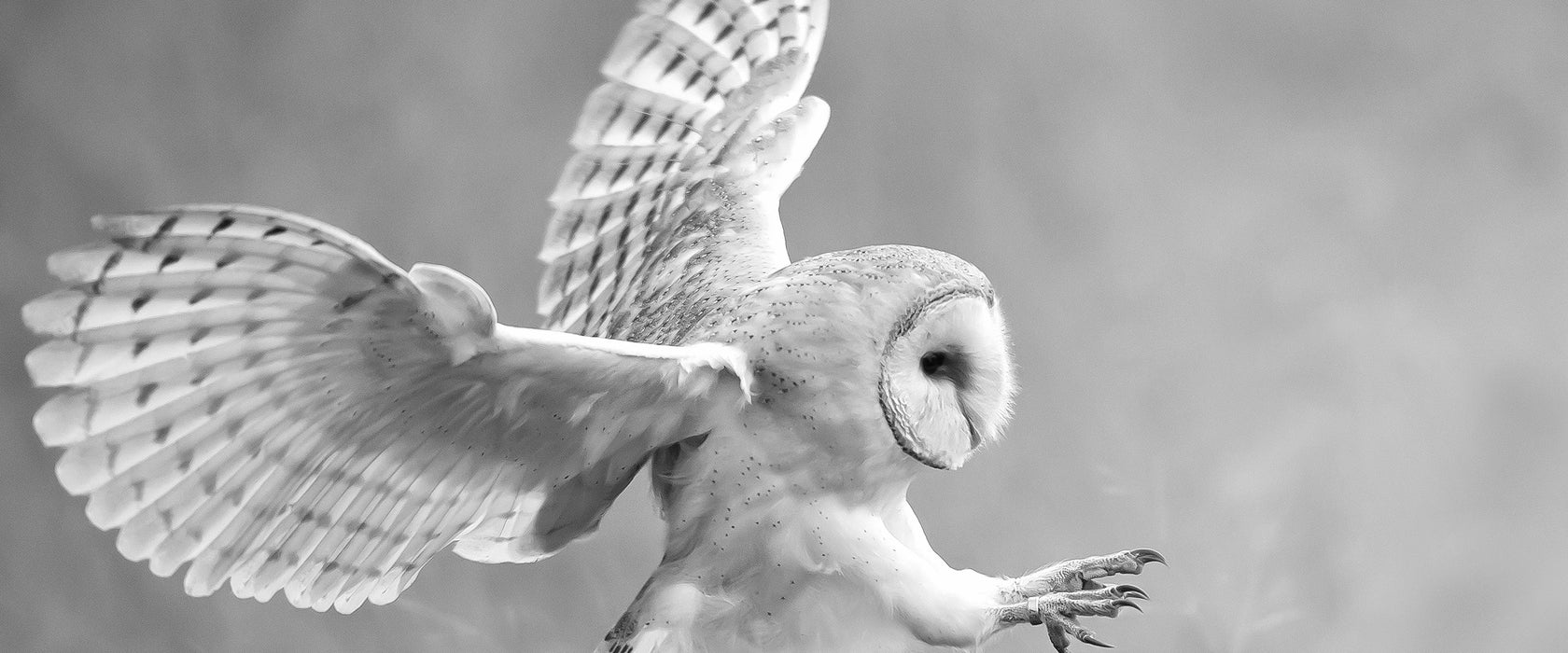 Fliegende Eule bei der Jagd, Glasbild Panorama