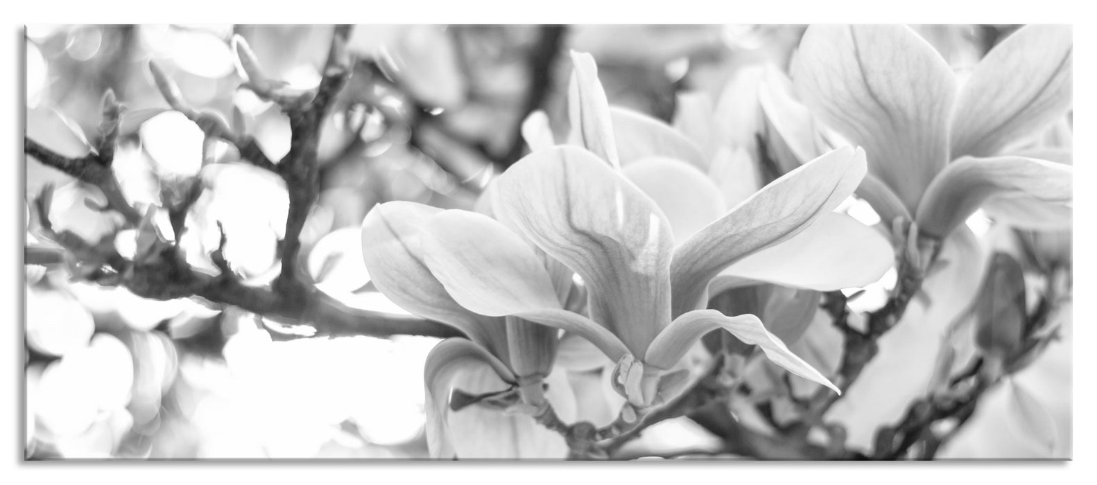 Pixxprint Magnolienblüten im Frühling, Glasbild Panorama