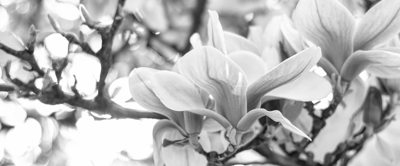 Magnolienblüten im Frühling, Glasbild Panorama