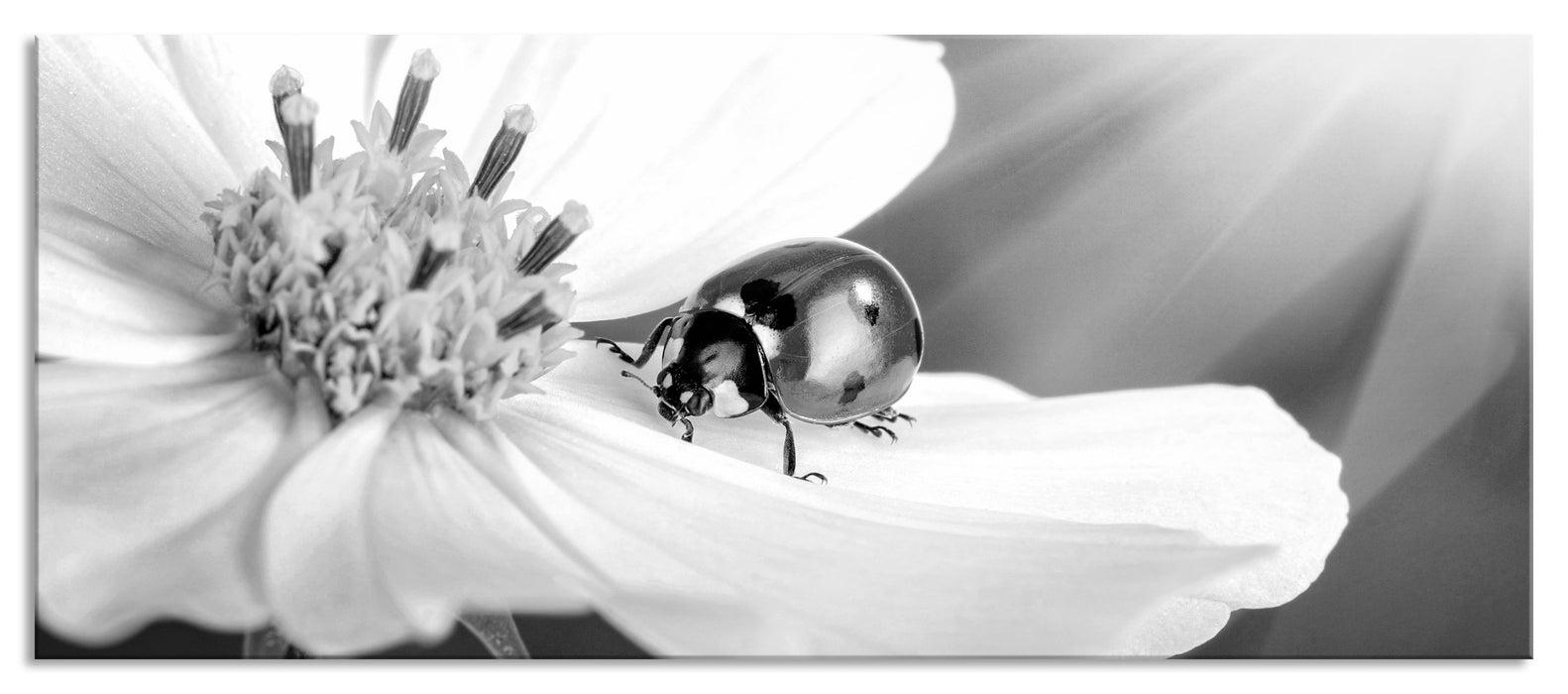 Pixxprint Marienkäfer auf einer Blume, Glasbild Panorama