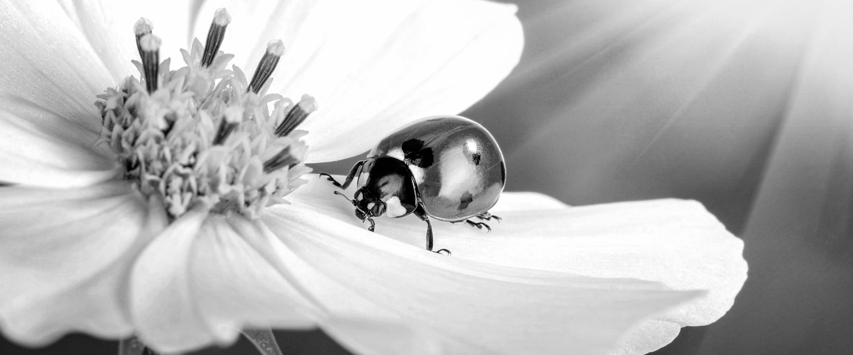 Marienkäfer auf einer Blume, Glasbild Panorama