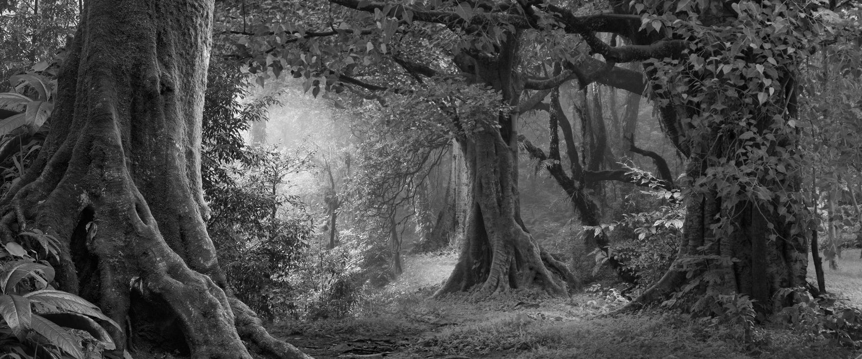 Dschungel im Regenwald, Glasbild Panorama