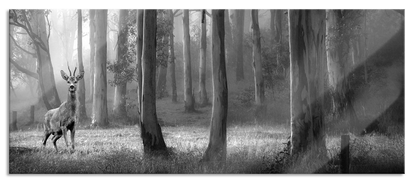 Pixxprint Hirsch im Wald, Glasbild Panorama