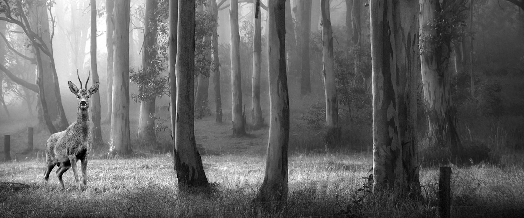 Hirsch im Wald, Glasbild Panorama