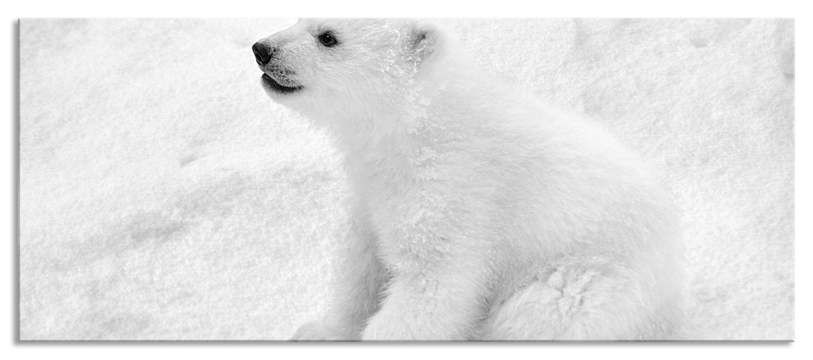 Pixxprint Eisbär Baby, Glasbild Panorama