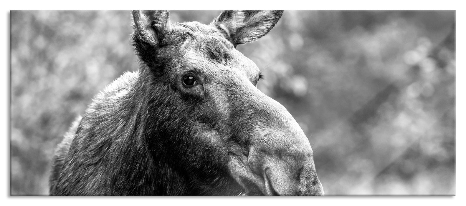 Pixxprint Elch im Wald Kunst B&W, Glasbild Panorama