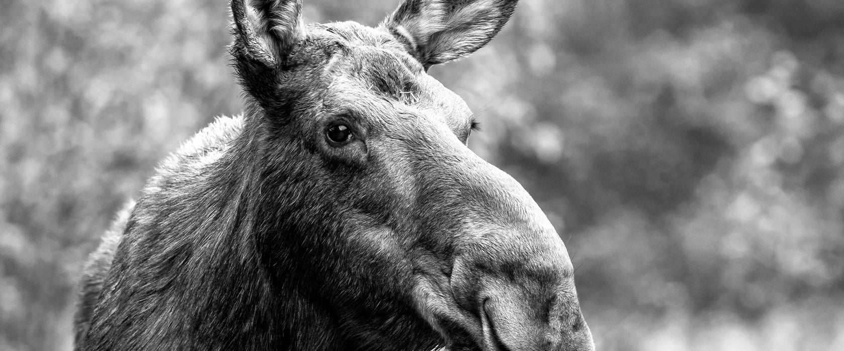 Elch im Wald Kunst B&W, Glasbild Panorama