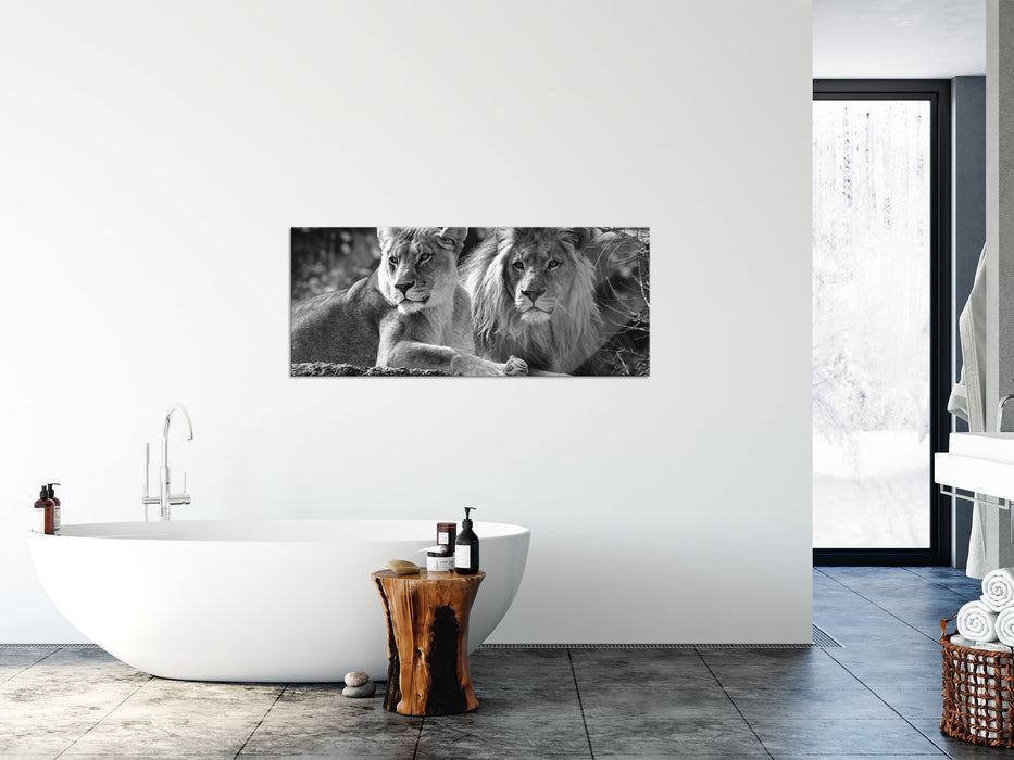 interessiertes Löwenpaar Kunst B&W, Glasbild Panorama