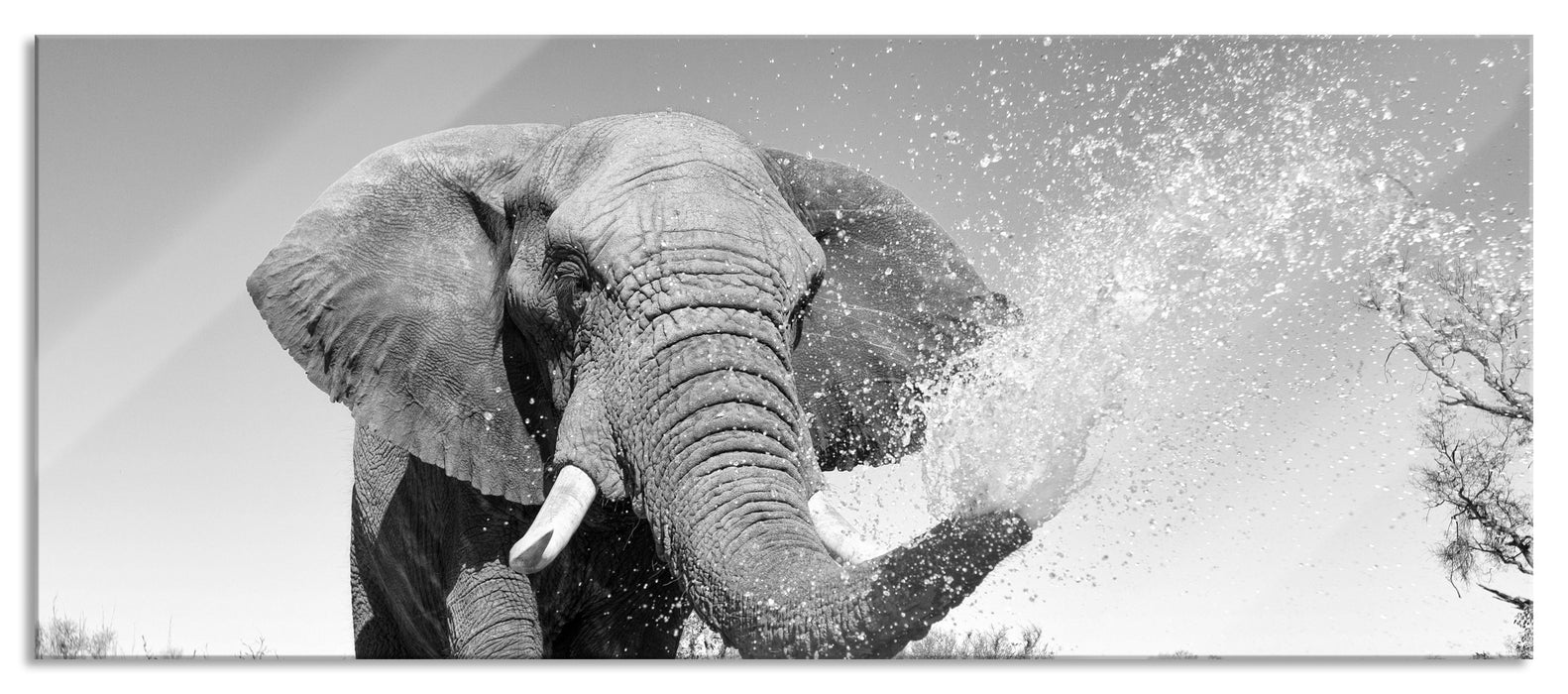 Pixxprint Elefant spritzt mit Wasser, Glasbild Panorama