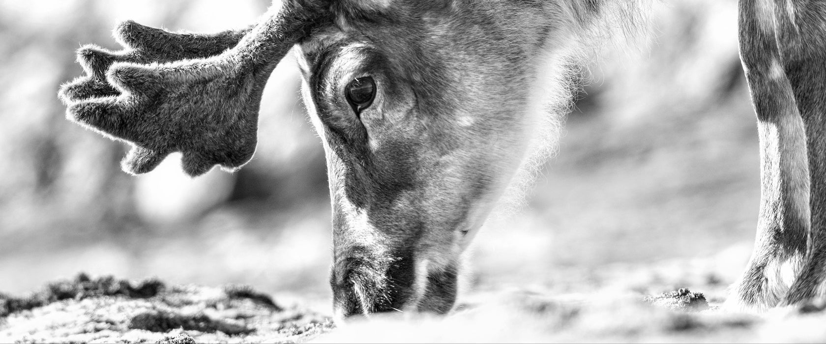 süßes Rentier beim Essen Kunst B&W, Glasbild Panorama