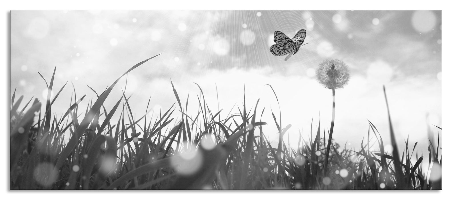 Schmetterling fliegt zu Pusteblume, Glasbild Panorama