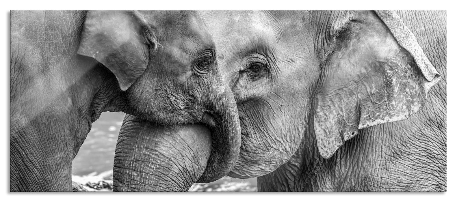 Pixxprint Elefantenmutter mit Kalb B&W, Glasbild Panorama