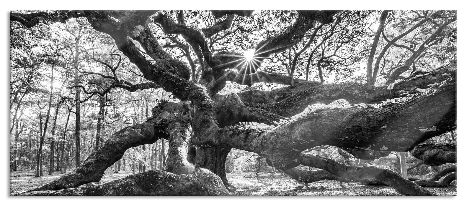 Pixxprint Baum, Glasbild Panorama