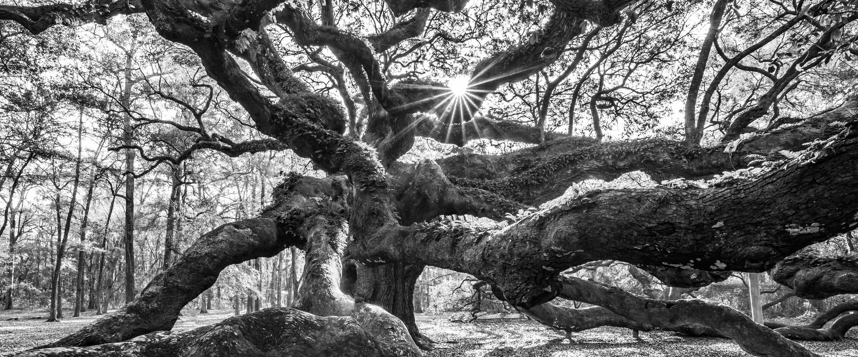 Baum, Glasbild Panorama