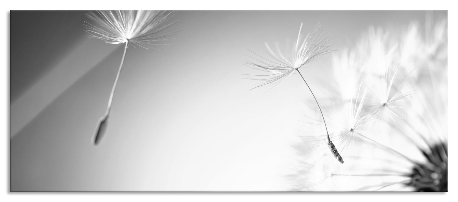 Pixxprint Löwenzahn Pusteblume, Glasbild Panorama