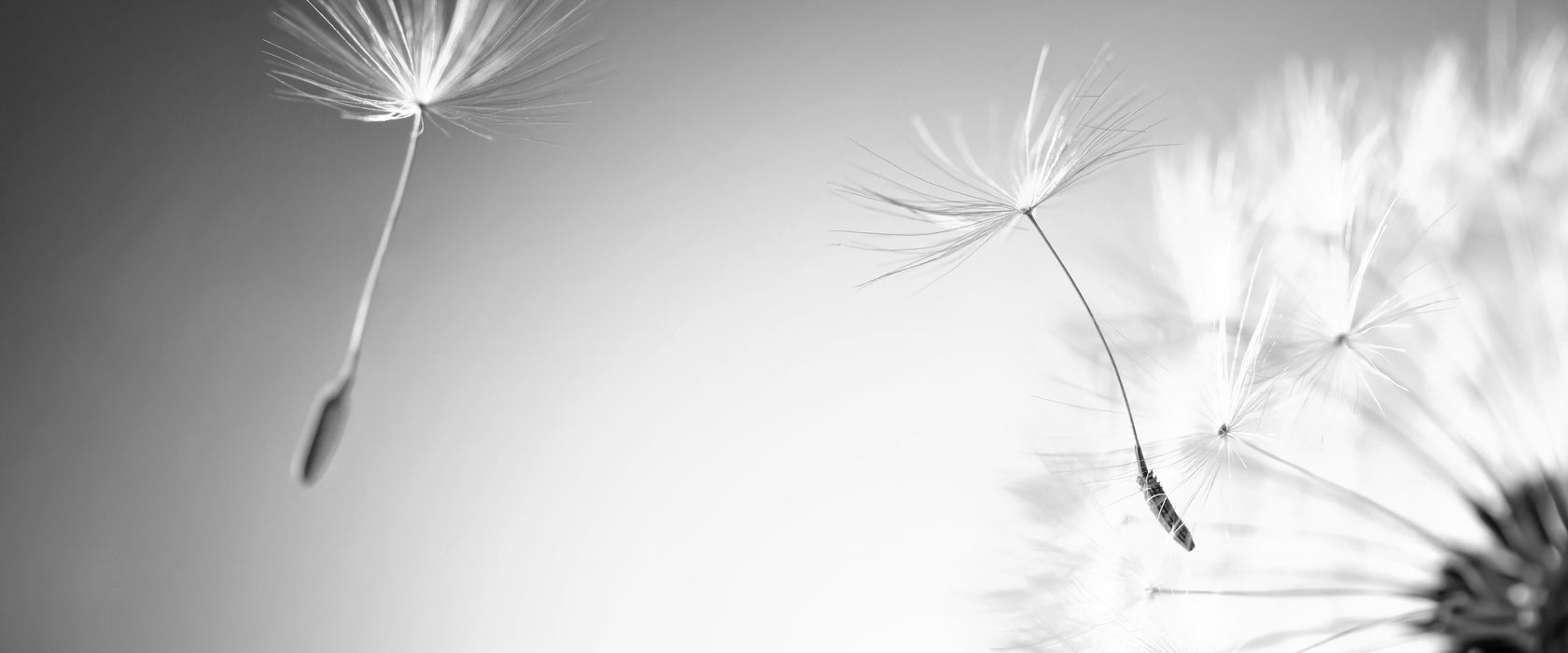 Löwenzahn Pusteblume, Glasbild Panorama