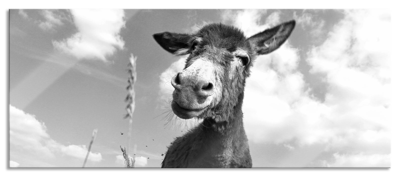 Pixxprint Esel im Feld, Glasbild Panorama