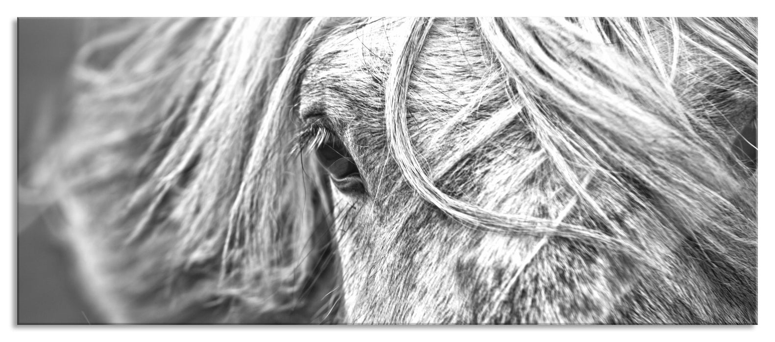 Pixxprint Islandpony in den Westfjorden, Glasbild Panorama