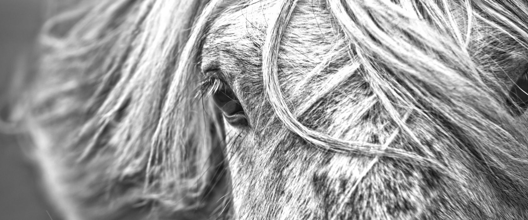 Islandpony in den Westfjorden, Glasbild Panorama