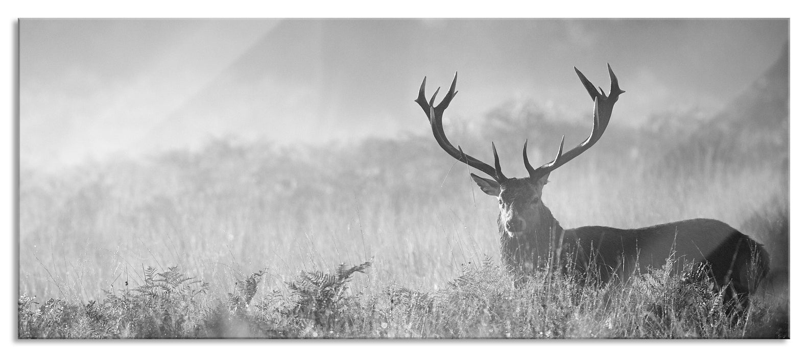 Pixxprint Rotwild Hirsch im Nebel Kunst B&W, Glasbild Panorama