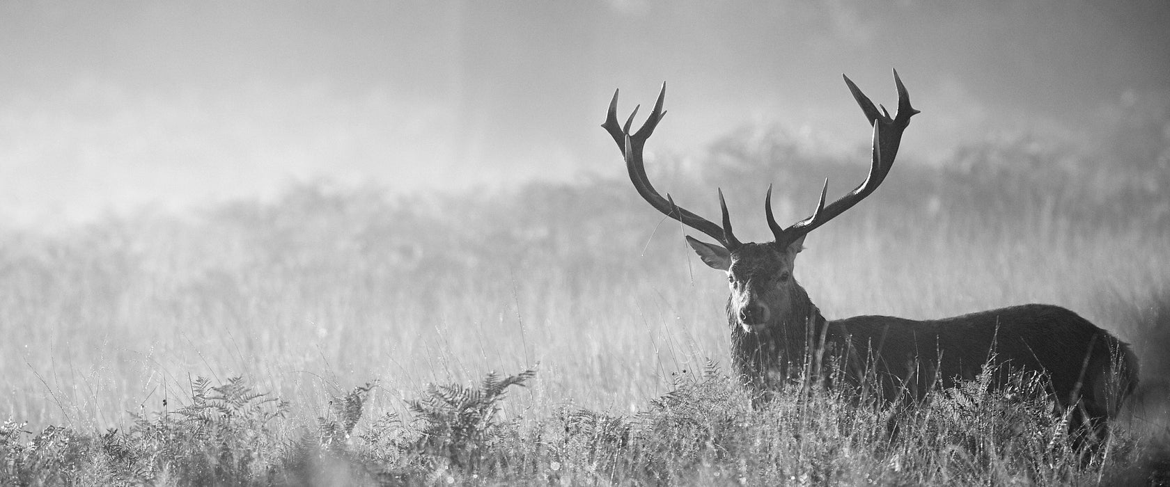 Rotwild Hirsch im Nebel Kunst B&W, Glasbild Panorama