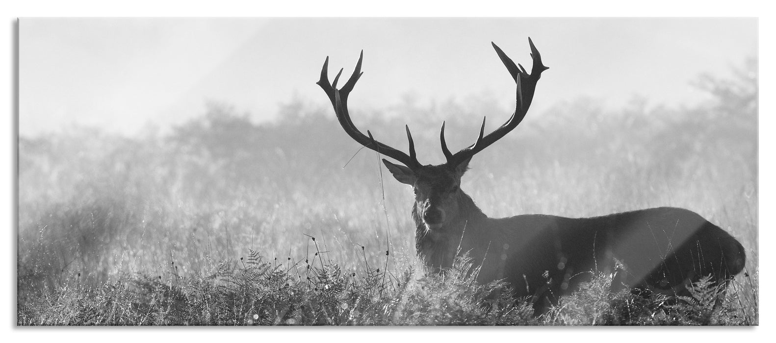 Pixxprint Rotwild Hirsch in Abenddämmerung, Glasbild Panorama