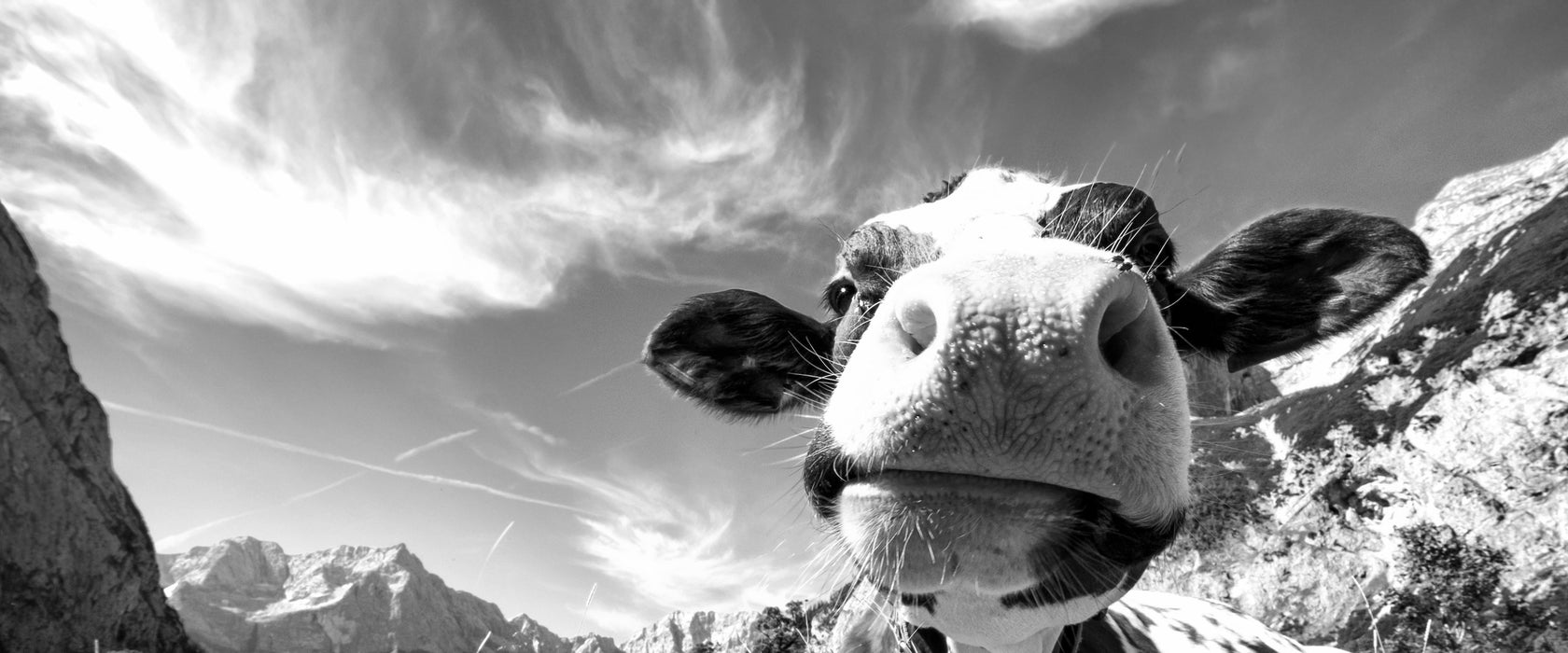 Kuh im Karwendelgebirge Kunst B&W, Glasbild Panorama