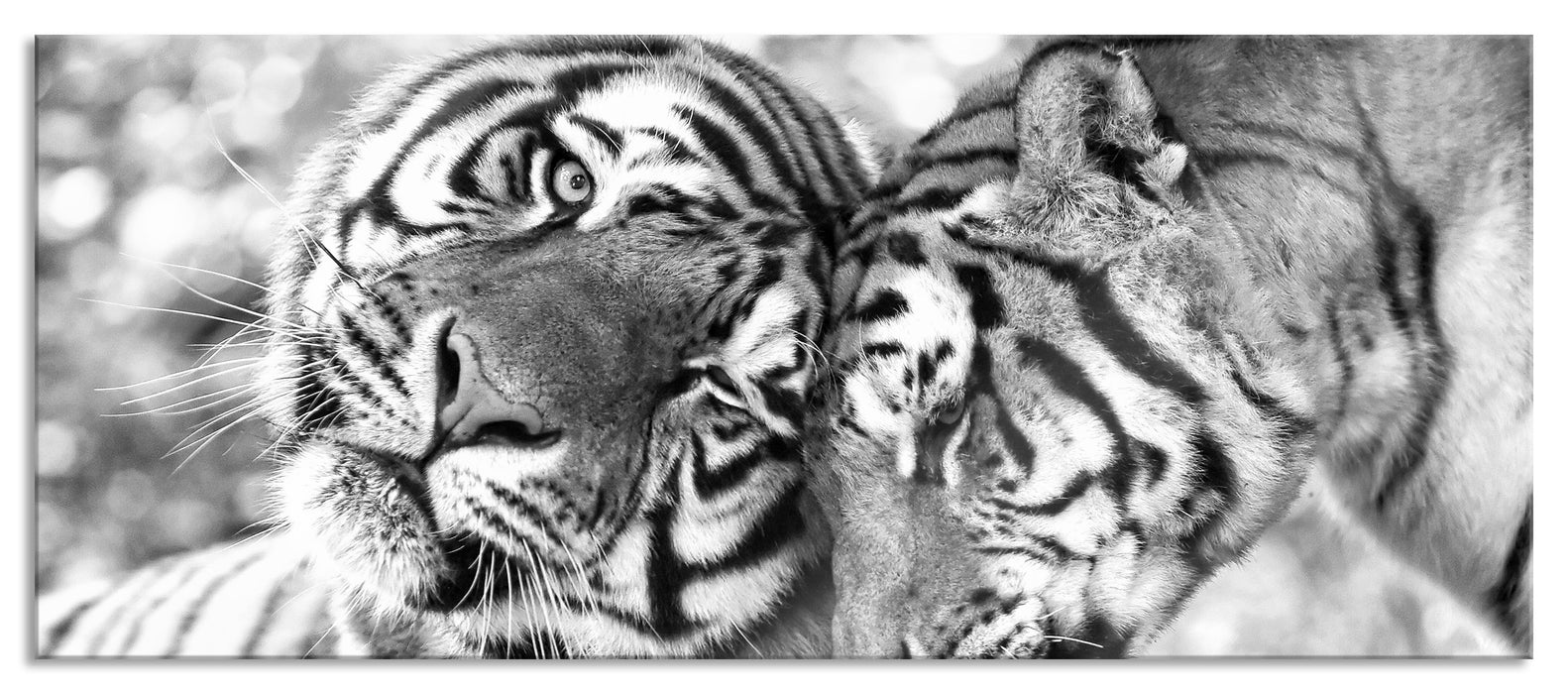Pixxprint Zwei liebkosende Tiger Kunst B&W, Glasbild Panorama