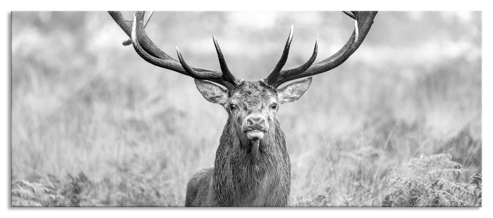 Pixxprint Großer Hirsch im Feld Kunst B&W, Glasbild Panorama