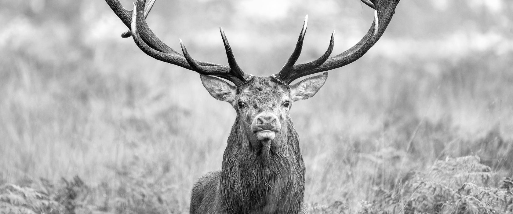 Großer Hirsch im Feld Kunst B&W, Glasbild Panorama