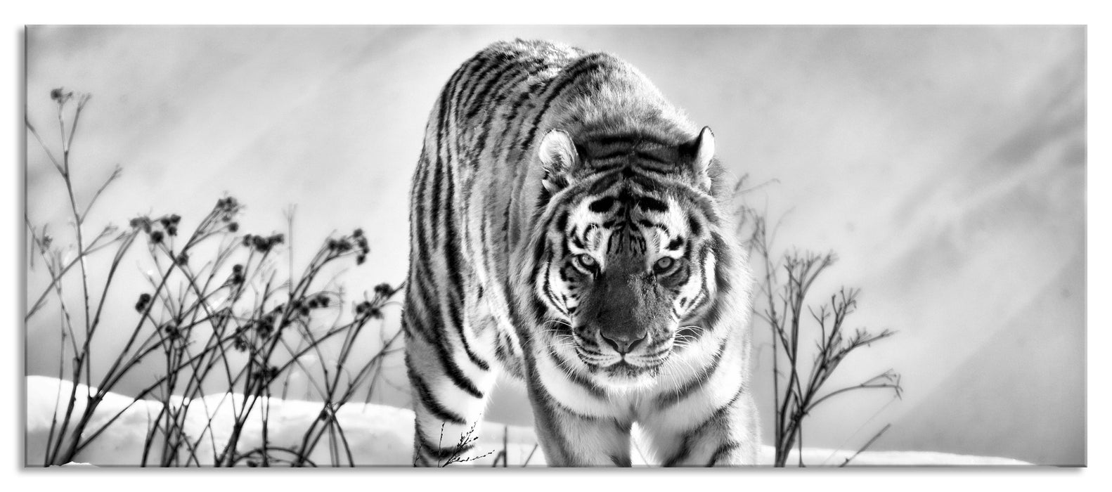 Pixxprint Tiger, Schnee, Glasbild Panorama