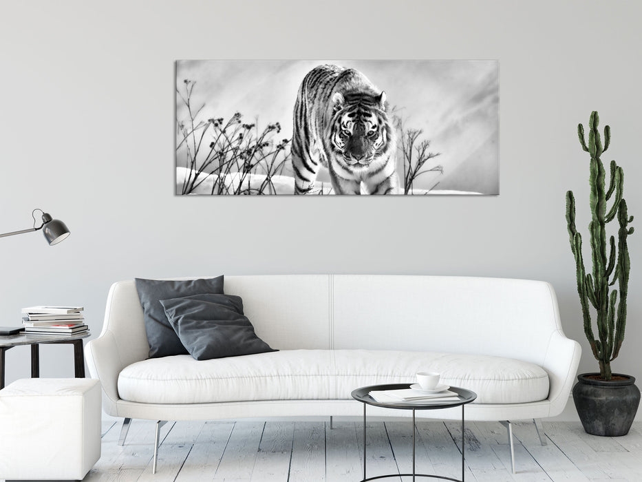 Tiger, Schnee, Glasbild Panorama