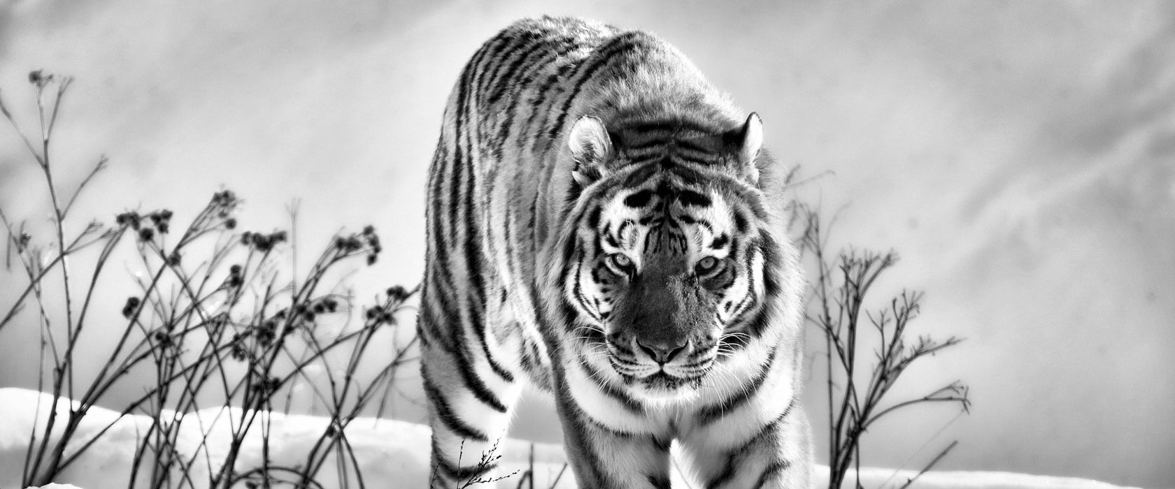 Tiger, Schnee, Glasbild Panorama